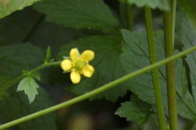 <i>Geum urbanum</i>