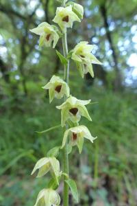 <i>Epipactis muelleri</i>
