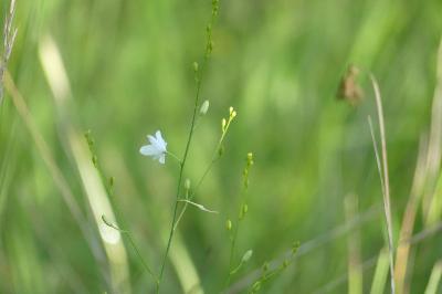 <i>Anthericum ramosum</i>