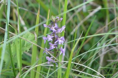 <i>Gymnadenia conopsea</i>