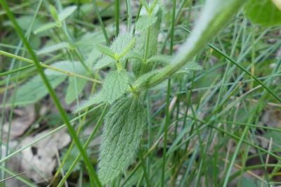 <i>Stachys recta</i>