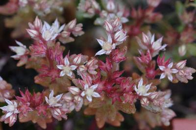 <i>Sedum rubens</i>