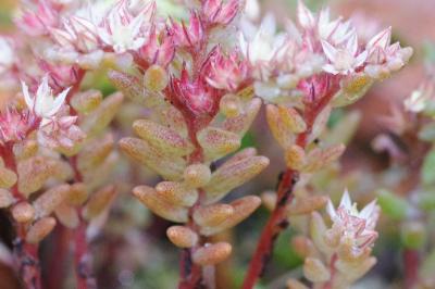 <i>Sedum rubens</i>
