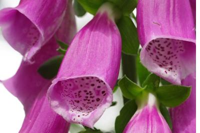<i>Digitalis purpurea</i>