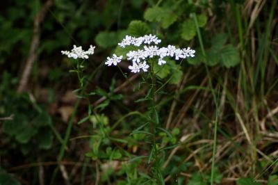 <i>Iberis amara</i>
