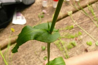 <i>Rumex acetosa</i>