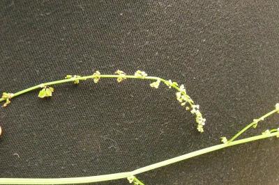 <i>Rumex acetosa</i>