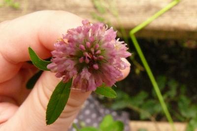 <i>Trifolium pratense</i>