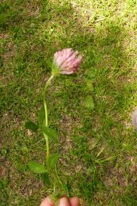 <i>Trifolium pratense</i>