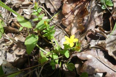 <i>Hypericum humifusum</i>