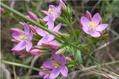 <i>Centaurium erythraea</i>