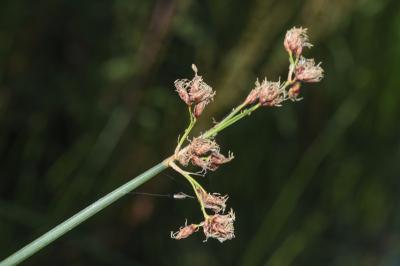 <i>Schoenoplectus lacustris</i>