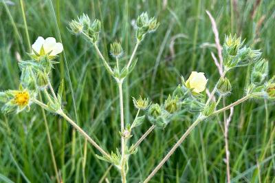 <i>Potentilla recta</i>