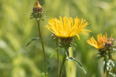 <i>Inula salicina</i>