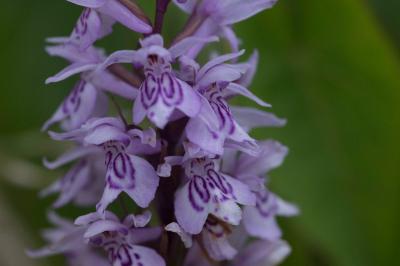 <i>Dactylorhiza fuchsii</i>