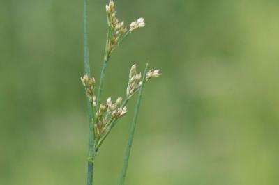 <i>Juncus articulatus</i>
