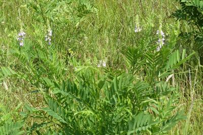 <i>Galega officinalis</i>