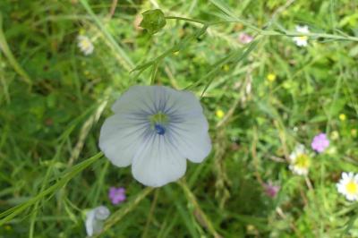 <i>Linum usitatissimum</i>