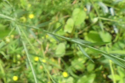 <i>Linum usitatissimum</i>