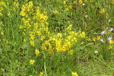 <i>Genista tinctoria</i>