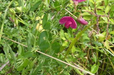 <i>Lathyrus tuberosus</i>