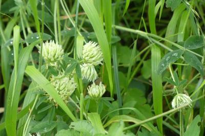 <i>Trifolium ochroleucon</i>