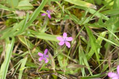 <i>Dianthus armeria</i>