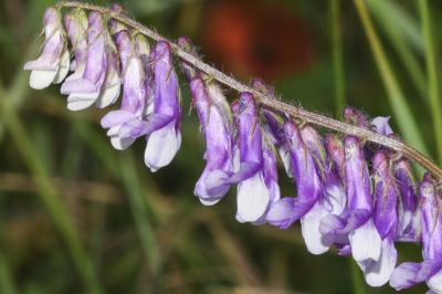 <i>Vicia villosa</i>