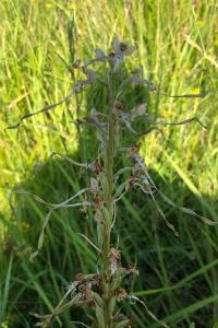 <i>Himantoglossum hircinum</i>