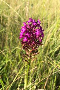 <i>Anacamptis pyramidalis</i>