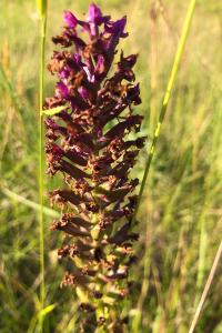 <i>Anacamptis pyramidalis</i>