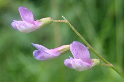 <i>Ervum gracile</i>
