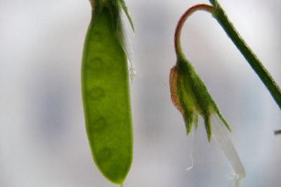<i>Ervum gracile</i>