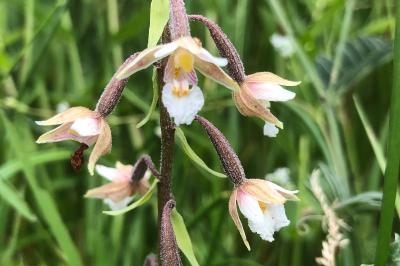 <i>Epipactis palustris</i>