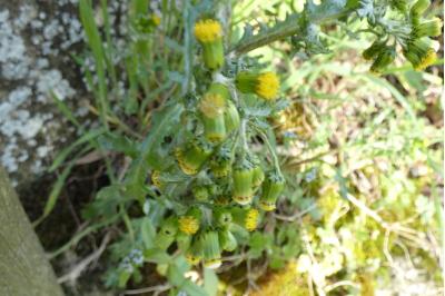 <i>Senecio vulgaris</i>