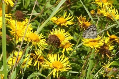 <i>Inula salicina</i>
