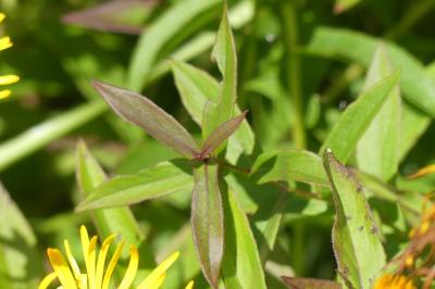 <i>Inula salicina</i>