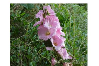 <i>Alcea rosea</i>