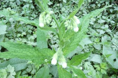 <i>Symphytum officinale</i>