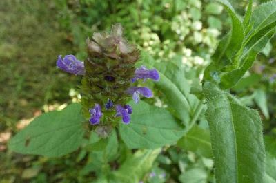 <i>Prunella vulgaris</i>