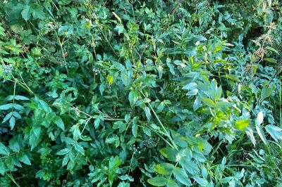 <i>Helosciadium nodiflorum</i>
