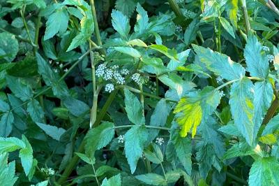 <i>Helosciadium nodiflorum</i>