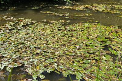 <i>Potamogeton</i>