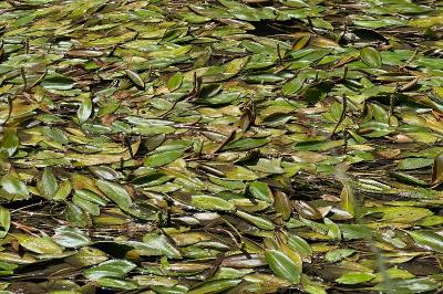 <i>Potamogeton</i>