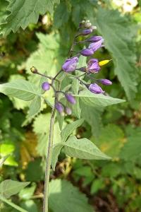 <i>Solanum dulcamara</i>