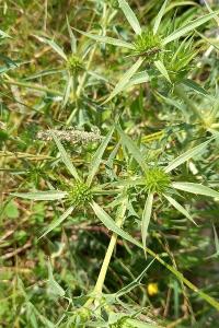 <i>Eryngium campestre</i>