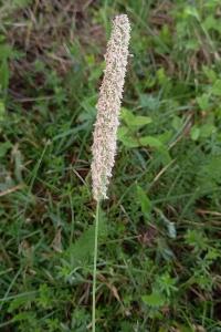 <i>Phleum pratense</i>