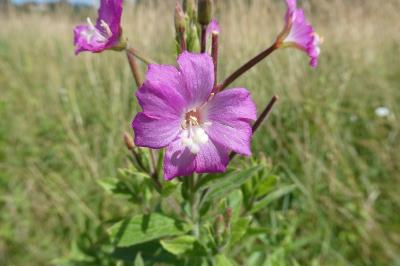 <i>Epilobium hirsutum</i>