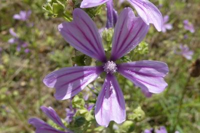 <i>Malva sylvestris</i>