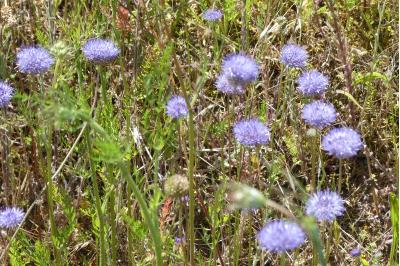 <i>Jasione montana</i>